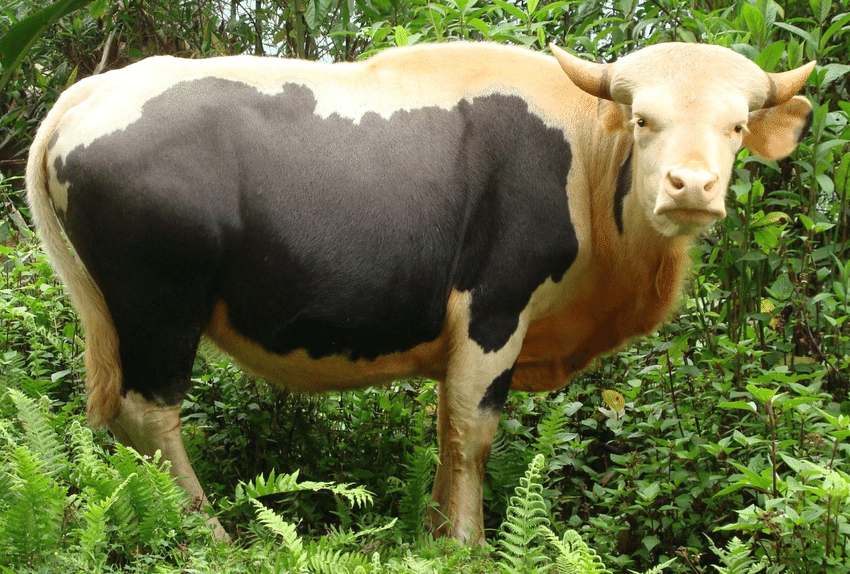 A mithun standing in dense green foliage